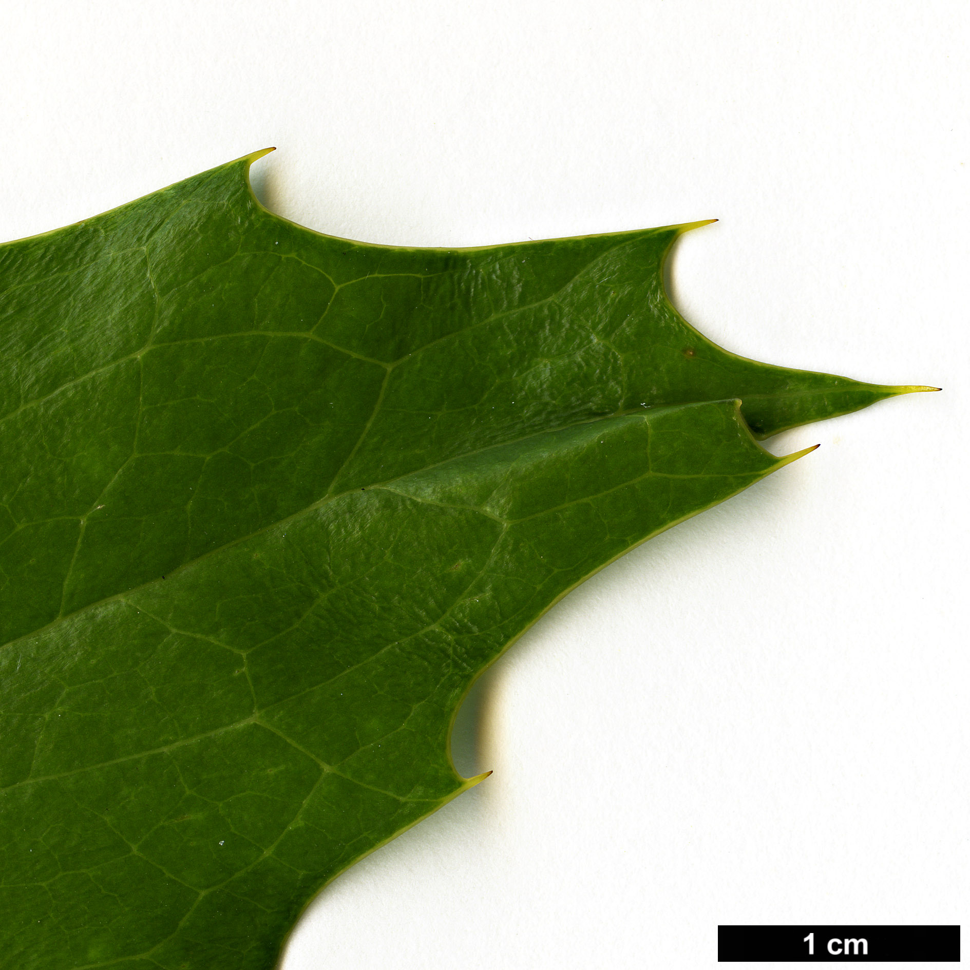 High resolution image: Family: Berberidaceae - Genus: Mahonia - Taxon: ×lindsayae - SpeciesSub: 'Cantab' (M.japonica × M.siamensis)